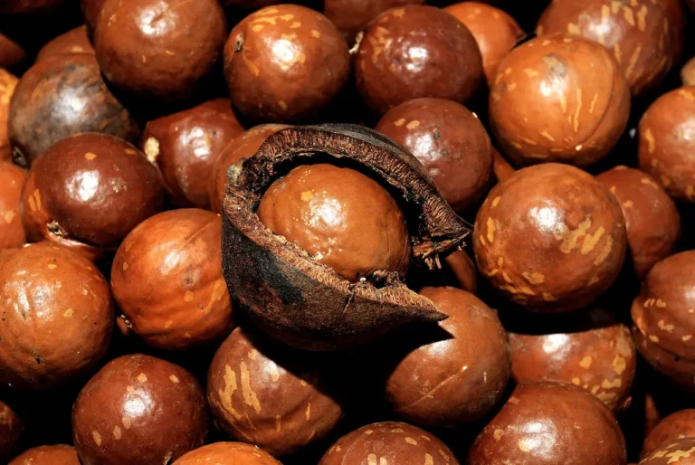 hat-mac-ca-lam-dong (1)