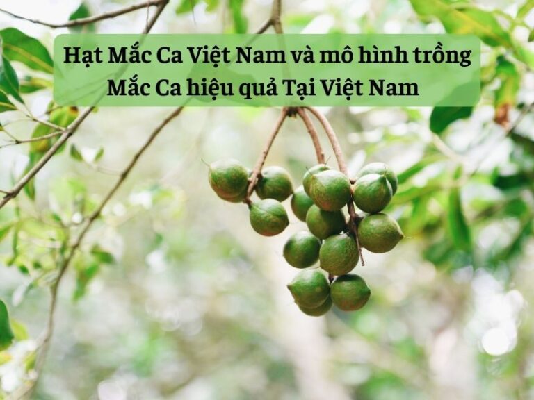 hat-mac-ca-viet-nam-va-nhung-mo-hinh-trong-mac-ca-hieu-qua-tai-viet-nam (1)