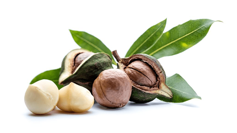 Mua hạt mắc ca làm quà tặng đối tác hoặc dịp lễ, Tết